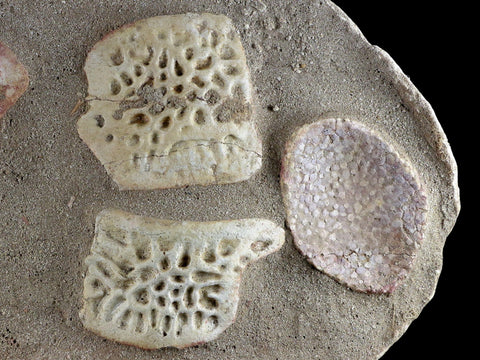 12" Crocodile Scute Armor Dermal Plate Fossil Bones Dinosaur Age Morocco Stand - Fossil Age Minerals