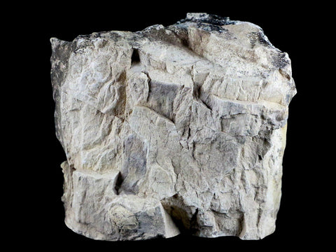 4" Stegosaurus Fossil Limb Bone Morrison FM Wyoming Jurassic Age Dinosaur COA - Fossil Age Minerals