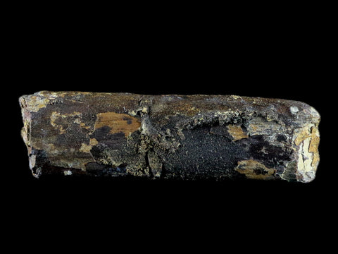 5.2" Diplodocus Rib Bone Fossil Morrison FM Wyoming Jurassic Age Dinosaur COA - Fossil Age Minerals