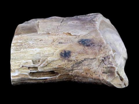 2" Fossilized Blue Forest Petrified Wood Limb Branch Eden Wyoming 50 Mil Yrs Old - Fossil Age Minerals