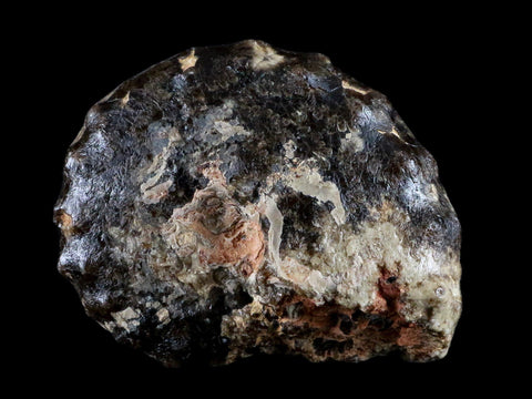 3.3" Mammites Nodosoides Ammonite Fossil Shell Upper Cretaceous Age Morocco - Fossil Age Minerals