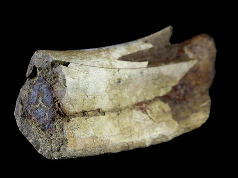 6" Torosaurus Fossil Rib Bone Lance Creek FM WY Cretaceous WY Dinosaur COA - Fossil Age Minerals