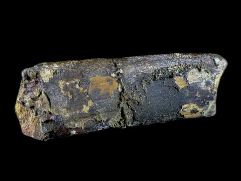 5.2" Diplodocus Rib Bone Fossil Morrison FM Wyoming Jurassic Age Dinosaur COA - Fossil Age Minerals