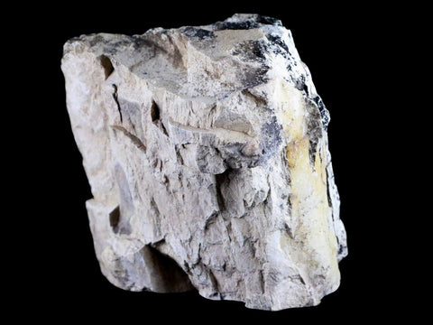 4" Stegosaurus Fossil Limb Bone Morrison FM Wyoming Jurassic Age Dinosaur COA - Fossil Age Minerals