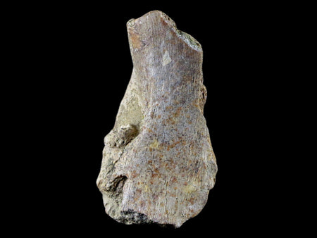 2.5" Torosaurus Skull Bone Fossil Lance Creek FM Cretaceous WY Dinosaur COA