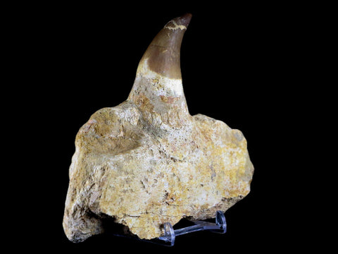 XL 5.7" Mosasaur Prognathodon Fossil Jaw Tooth Cretaceous Dinosaur Era COA - Fossil Age Minerals