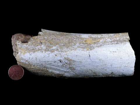 6" Torosaurus Fossil Rib Bone Lance Creek FM WY Cretaceous WY Dinosaur COA - Fossil Age Minerals