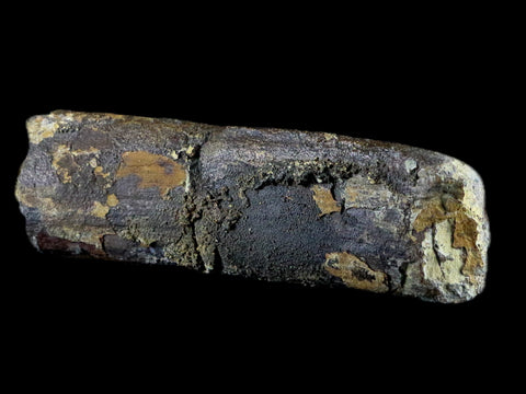 5.2" Diplodocus Rib Bone Fossil Morrison FM Wyoming Jurassic Age Dinosaur COA - Fossil Age Minerals