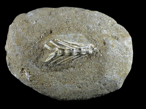 Saber Toothed Herring Fish Fossil Vertebrae Bones Enchodus Libycus Cretaceous COA - Fossil Age Minerals