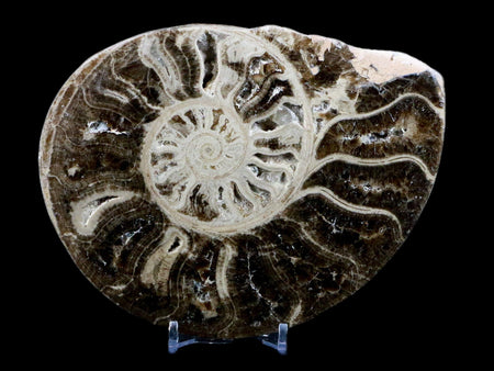 XL 5.8" Choffaticeras Ammonite Fossil Cut Pair Shell Cretaceous Age Morocco Stands