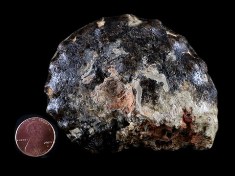 3.3" Mammites Nodosoides Ammonite Fossil Shell Upper Cretaceous Age Morocco - Fossil Age Minerals