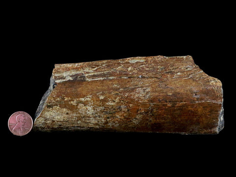 6" Corythosaurus Fossil Ischium Bone Judith River FM MT Cretaceous Dinosaur COA - Fossil Age Minerals