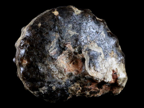 3.3" Mammites Nodosoides Ammonite Fossil Shell Upper Cretaceous Age Morocco - Fossil Age Minerals