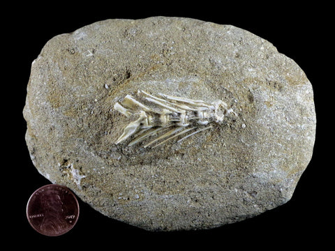 Saber Toothed Herring Fish Fossil Vertebrae Bones Enchodus Libycus Cretaceous COA - Fossil Age Minerals