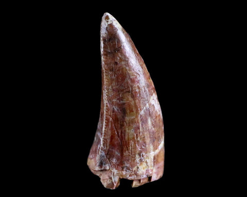 0.8" Phytosaur Fossil Tooth Triassic Age Archosaur Redonda FM NM COA & Display - Fossil Age Minerals