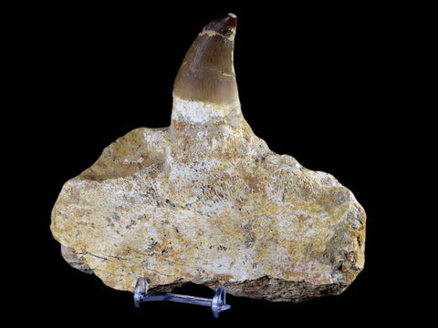 XL 5.7" Mosasaur Prognathodon Fossil Jaw Tooth Cretaceous Dinosaur Era COA - Fossil Age Minerals