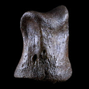 1.3" Thescelosaurus Fossil Toe Bone Cretaceous Dinosaur Age Hell Creek Montana