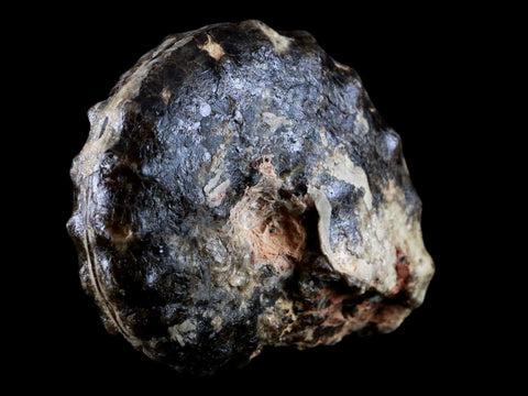 3.3" Mammites Nodosoides Ammonite Fossil Shell Upper Cretaceous Age Morocco - Fossil Age Minerals