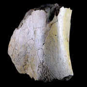 5.3 Edmontosaurus Fossil Humerus Bone Lance Creek Cretaceous Dinosaur WY COA