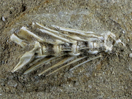 Saber Toothed Herring Fish Fossil Vertebrae Bones Enchodus Libycus Cretaceous COA
