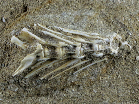 Saber Toothed Herring Fish Fossil Vertebrae Bones Enchodus Libycus Cretaceous COA - Fossil Age Minerals
