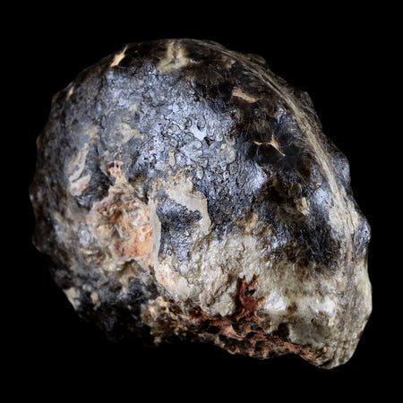 3.3" Mammites Nodosoides Ammonite Fossil Shell Upper Cretaceous Age Morocco