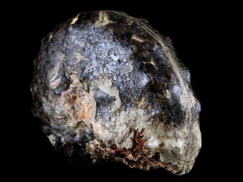 3.3" Mammites Nodosoides Ammonite Fossil Shell Upper Cretaceous Age Morocco - Fossil Age Minerals