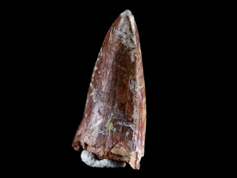0.8" Phytosaur Fossil Tooth Triassic Age Archosaur Redonda FM NM COA & Display - Fossil Age Minerals