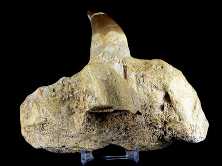XL 5.7" Mosasaur Prognathodon Fossil Jaw Tooth Cretaceous Dinosaur Era COA
