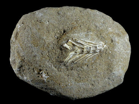 Saber Toothed Herring Fish Fossil Vertebrae Bones Enchodus Libycus Cretaceous COA - Fossil Age Minerals