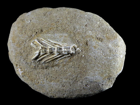 Saber Toothed Herring Fish Fossil Vertebrae Bones Enchodus Libycus Cretaceous COA - Fossil Age Minerals