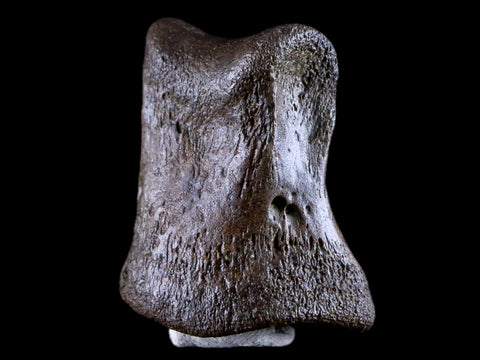 1.3" Thescelosaurus Fossil Toe Bone Cretaceous Dinosaur Age Hell Creek Montana - Fossil Age Minerals