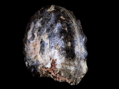 3.3" Mammites Nodosoides Ammonite Fossil Shell Upper Cretaceous Age Morocco - Fossil Age Minerals