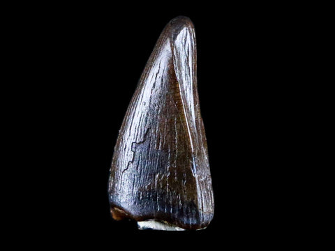 0.8" Albertosaurus Fossil Juvenile Premax Tooth Tyrannosaur Cretaceous Dinosaur COA - Fossil Age Minerals