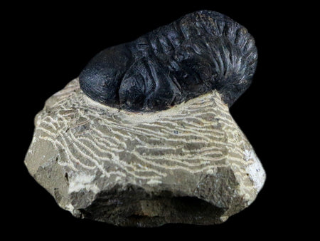 2" Reedops Cephalotes Trilobite Fossil Morocco Devonian Age 400 Mil Yrs Old COA