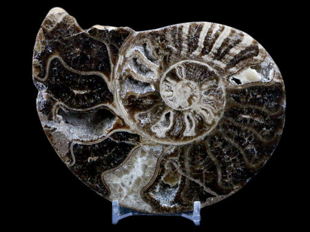 4.9" Choffaticeras Ammonite Fossil Cut Pair Shell Cretaceous Age Morocco Stands