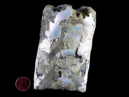 4.3" Baculite Fossil Opalized Cephalopod Late Cretaceous Bear Paw Shale Montana