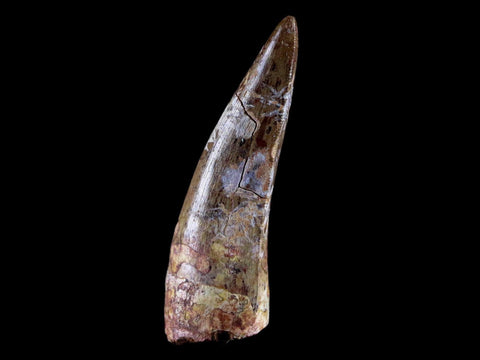 XL 2" Phytosaur Fossil Tooth Triassic Age Archosaur Redonda FM NM COA & Display - Fossil Age Minerals