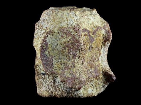3.7" Fossil Whale Vertebrae York Town Formation Aurora, NC Miocene Age - Fossil Age Minerals