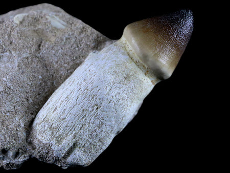 3" Globidens Mosasaur Fossil Tooth Root In Matrix Cretaceous Dinosaur Era COA