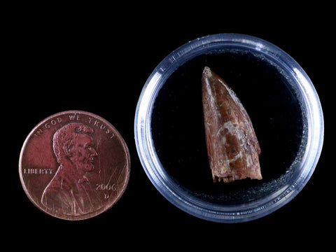 0.8" Phytosaur Fossil Tooth Triassic Age Archosaur Redonda FM NM COA & Display - Fossil Age Minerals