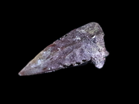 0.3" Dimetrodon Claw Fossil Permian Age Reptile Waurika Oklahoma COA, Display - Fossil Age Minerals