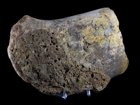 XL 6.8" Chasmosaurus Fossil Femur Judith River FM Cretaceous Dinosaur MT COA - Fossil Age Minerals