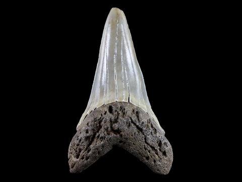 2.1" Quality Cosmopolitodus Hastalis Mako Shark Tooth Serrated Fossil Miocene Age - Fossil Age Minerals