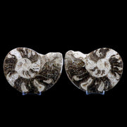XL 5.4" Choffaticeras Ammonite Fossil Cut Pair Shell Cretaceous Age Morocco Stands