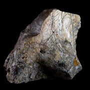 XL 9.1" Chasmosaurus Fossil Skull & Horn Judith River Cretaceous Dinosaur MT COA