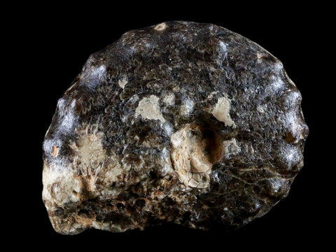 3.3" Mammites Nodosoides Ammonite Fossil Shell Upper Cretaceous Age Morocco - Fossil Age Minerals