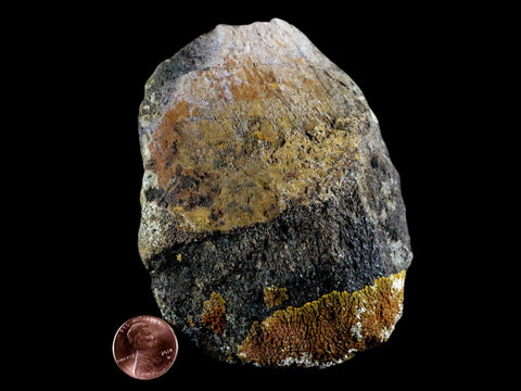 4.1" Chasmosaurus Fossil Limb Bone Judith River FM Cretaceous Dinosaur MT COA - Fossil Age Minerals
