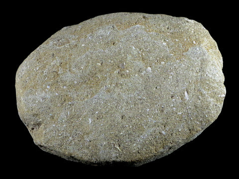 Saber Toothed Herring Fish Fossil Vertebrae Bones Enchodus Libycus Cretaceous COA - Fossil Age Minerals