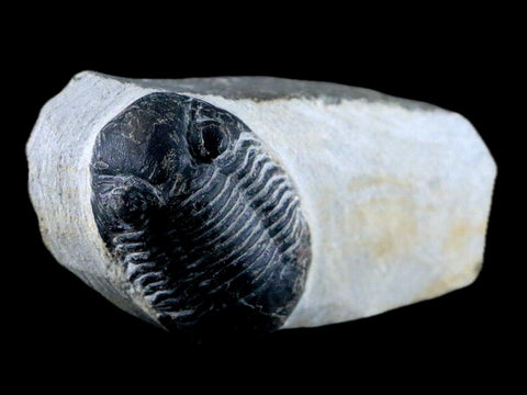 1.7" Paralejurus Hamlagdadicus Trilobite Fossil Morocco Devonian Age 400 Mil Yrs COA - Fossil Age Minerals